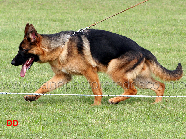 eva-della-rocca-d-asolo-.jpg - Eva della Rocca d'Asolo. Cucciolone femmine