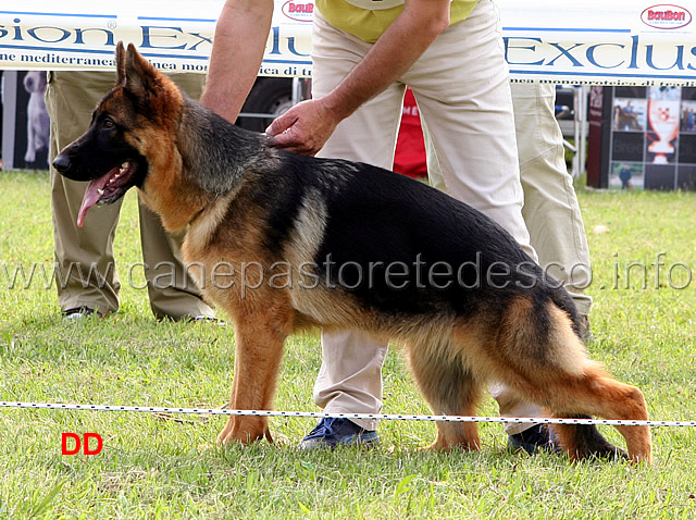 eva-della-rocca-d-asolo-1MB-cucciolone-femmine.jpg - Eva della Rocca d'Asolo. 1 MB Cucciolone femmine