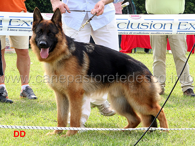 otto-del-samengio-1MB-cuccioloni-maschi.jpg - Otto del Samengio.1 MB Cuccioloni maschi