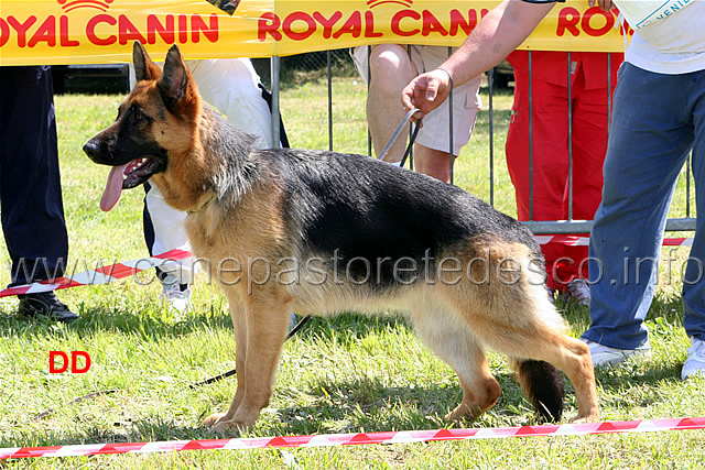 katja-di-croce-santo-spirito-2mb-cucciolone.jpg - Katja di Croce Santo Spirito 2 MB Cucciolone femmine