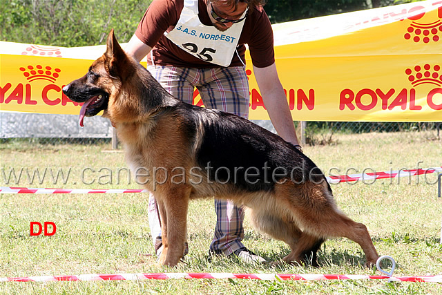 mork-dei-profeti-1-cuccioloni.jpg - Mork dei Profeti 1MB Cuccioloni maschi