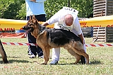 ciccio-di-belpoggio-3mb-cuccioloni