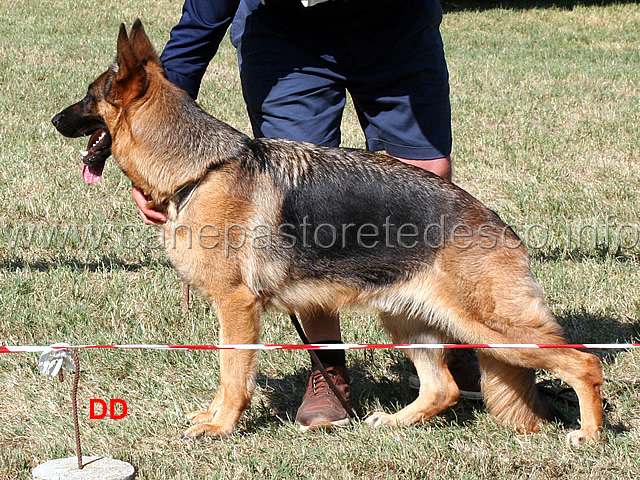 aidin-di-casa-ines-3ecc-lavoro-femmine.jpg - Aidin di Casa Ines 3 ECC Lavoro femmine