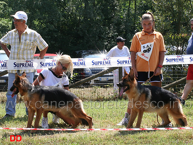 jasmin-di-valmadrera-4mb-vicky-di-casa-beggiato-5mb-cucciolone-femmine.jpg - Jasmin di Valmadrera 4 MB e Vicky di Casa Beggiato 5 MB Cucciolone femmine