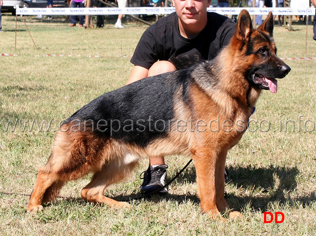 lotar-della-valle-dei-rovi-1mb-cuccioloni-maschi.jpg - Lothar della Valle dei Rovi 1 MB Cuccioloni maschi 