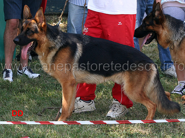 xippo-di-turboland-4mb-giovanissimi-maschi.jpg - Xippo di Turboland 4 MB Giovanissimi maschi 