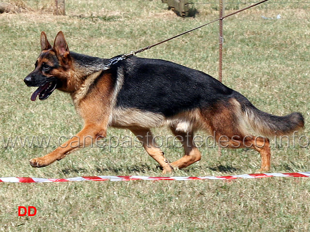 xippo-di-turboland.jpg - Xippo di Turboland