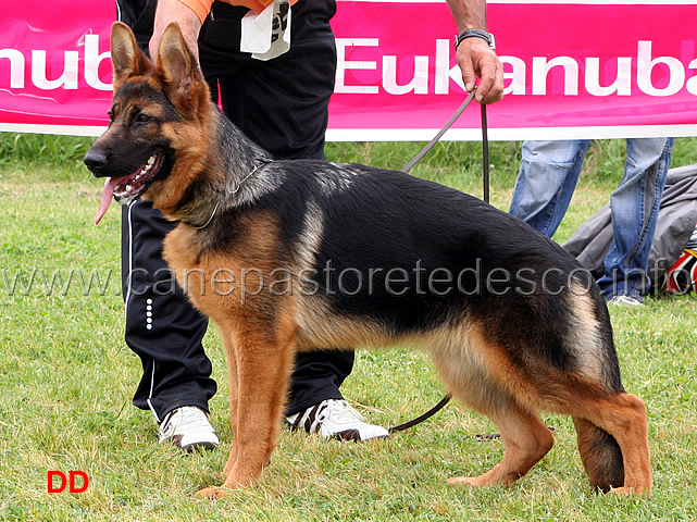 ambra-di-casa-spataro-3-MP.jpg - Ambra di Casa Spataro 3 MP Classe Juniores femmine