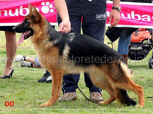 milla-di-casa-piellier-6-MP.jpg - Milla di Casa Piellier 6 MP Classe Juniores femmine