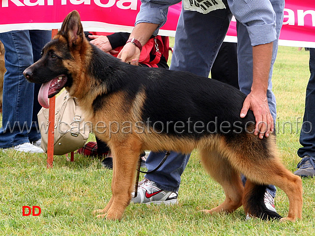 nero-di-fortumbel-4-MP.jpg - Nero di Fortumbel. 4 MP Classe baby maschi