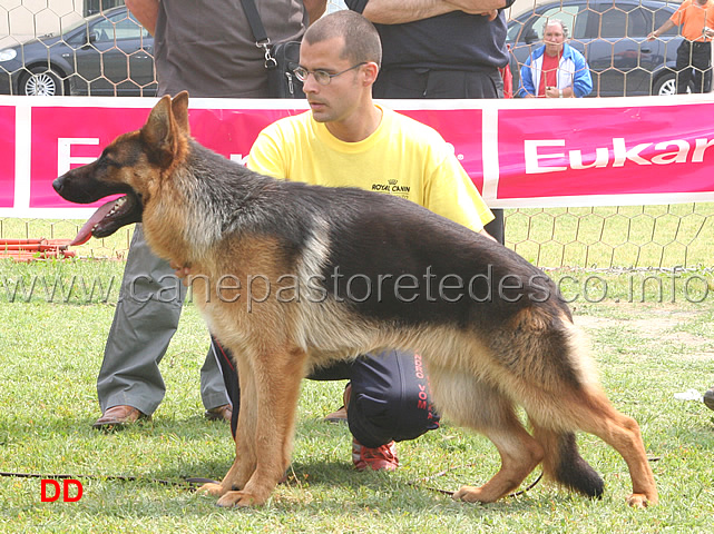 cuccioloni-maschi-2-B-nathan.jpg