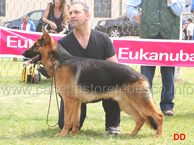cuccioloni-maschi-3-B-homen-isma-silente.jpg