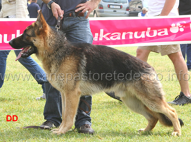 cuccioloni-maschi-4-B-super.jpg