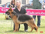 cuccioloni-maschi-3-B-homen-isma-silente