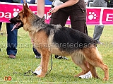 ginger-3-MB
