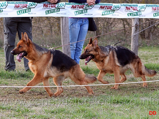 a028.jpg - Giovanissime femmine Guia dei Colli di Uzzano e Jessica degli Achei