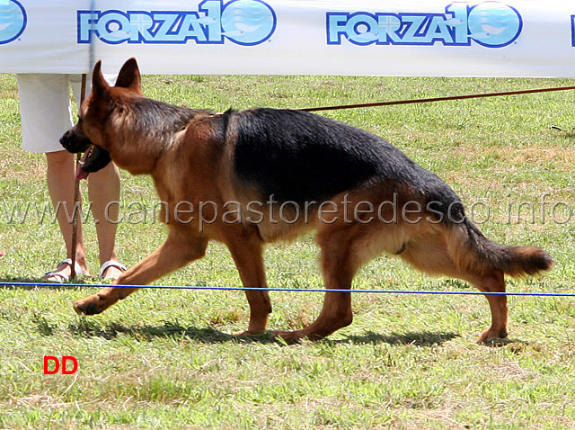 dado-dei-blasonati-02.jpg - Dado dei Blasonati 31 MB Giovanissimi maschi (foto Raduno SAS Frosinone, luglio 2010)