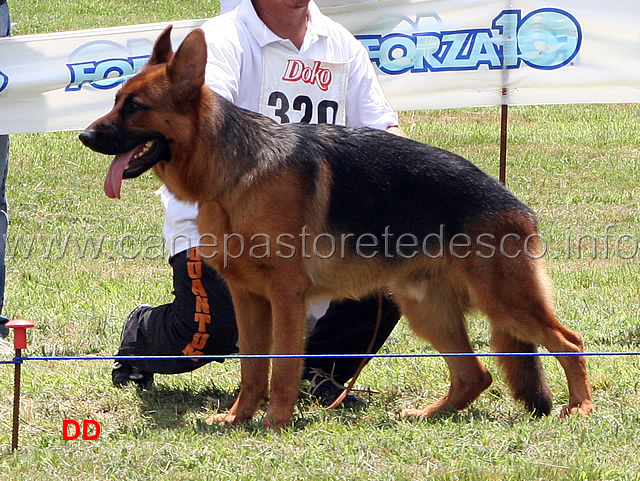 dado-dei-blasonati.jpg - Dado dei Blasonati 31 MB Giovanissimi maschi (foto Raduno SAS Frosinone, luglio 2010)