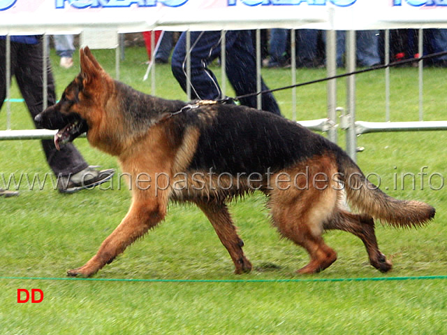 carlos-alto-pino.jpg - Carlos dell'Alto Pino 8 MB Giovani maschi (foto Raduno SAS Lamezia Terme, maggio 2010)