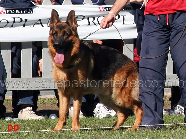 carlos-dell-alto-pino.jpg - Carlos dell'Alto Pino 8 MB Giovani maschi