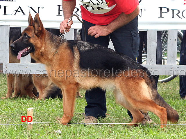 chimera-di-poggio-del-sole.jpg - Chimera di Poggio del Sole 15 MB Giovanissime femmine (foto Trofeo Walter Gorrieri, giugno 2010)