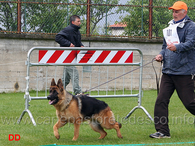 desy-di-valguarnera.jpg - Desy di Valguarnera 11 MB Giovanissime femmine (foto Raduno SAS Lamezia Terme, maggio 2010)