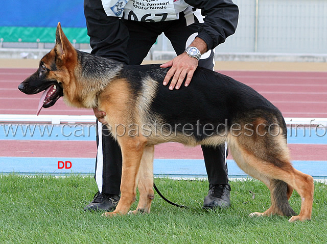 lady-terrae-lupiae.jpg - Lady Terrae Lupiae 56 MB Giovani femmine (foto Campionato SAS 2009)