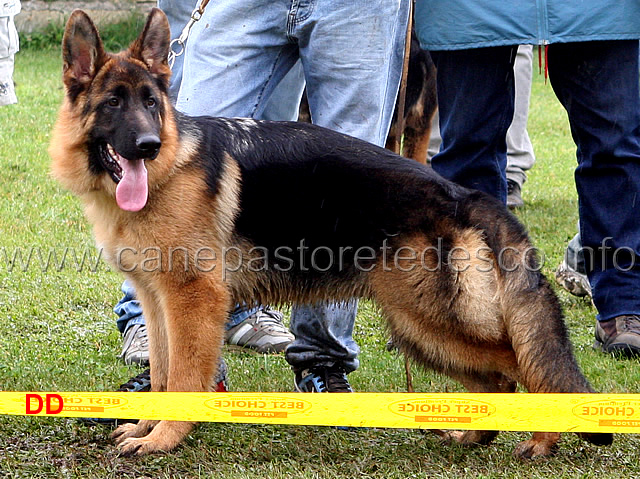 lero-dei-lotito.jpg - Lero dei Lotito 13 MB Cuccioloni maschi (foto Campionato Giovani , giugno 2010)
