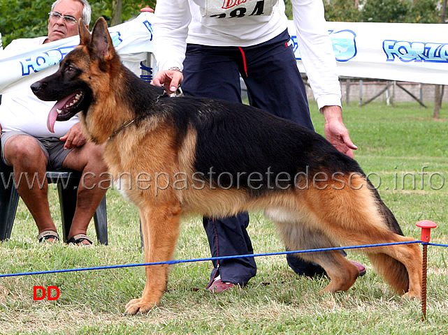 monlow-della-genia-osca.jpg - Monlow della Genia Osca  8 MB Giovanissimi maschi (foto Raduno SAS Frosinone, luglio 2010)