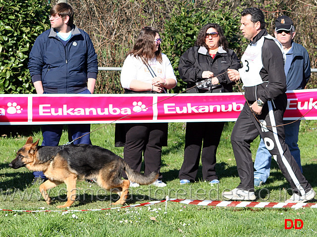 oxa-terrae-lupiae.jpg - Oxa Terrae Lupiae 31 MB Giovanissime femmine (foto Raduno SAS Brianza, marzo 2010)