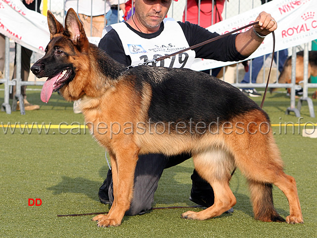 patty-di-casa-falbo-.jpg - Patty di Casa Falbo 19 MB Giovani femmine (foto Campionato SAS 2009)