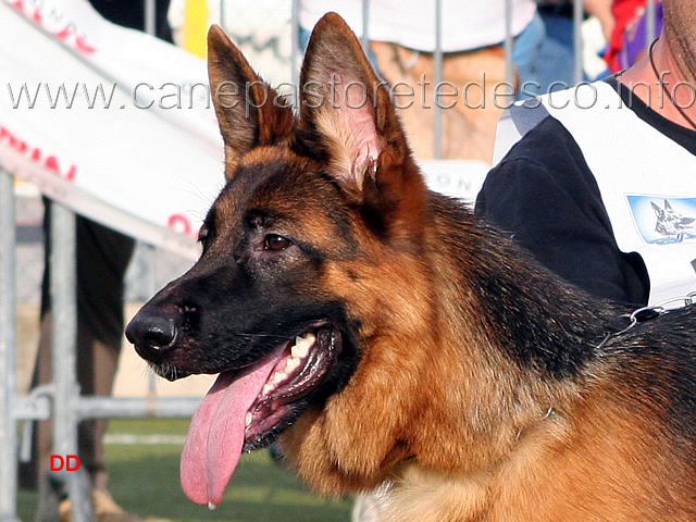 patty-di-casa-falbo.jpg - Patty di Casa Falbo 19 MB Giovani femmine (foto Campionato SAS 2009)