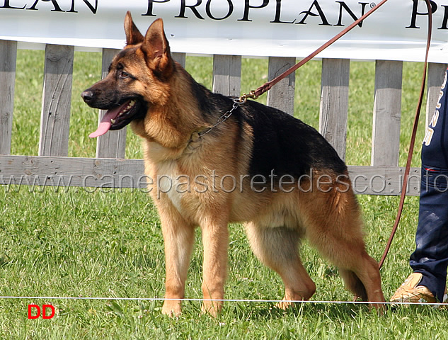pongo-di-casa-silvia.jpg - Pongo di Casa Silvia 40 MB Giovanissimi maschi (foto Trofeo Walter Gorrieri, giugno 2010)