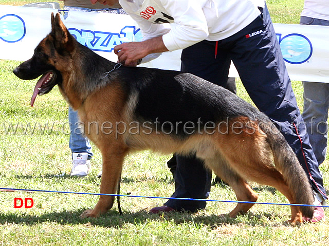 roy-del-reventino.jpg - Roy del Reventino 20 MB Cuccioloni maschi (foto Raduno SAS Frosinone, luglio 2010)