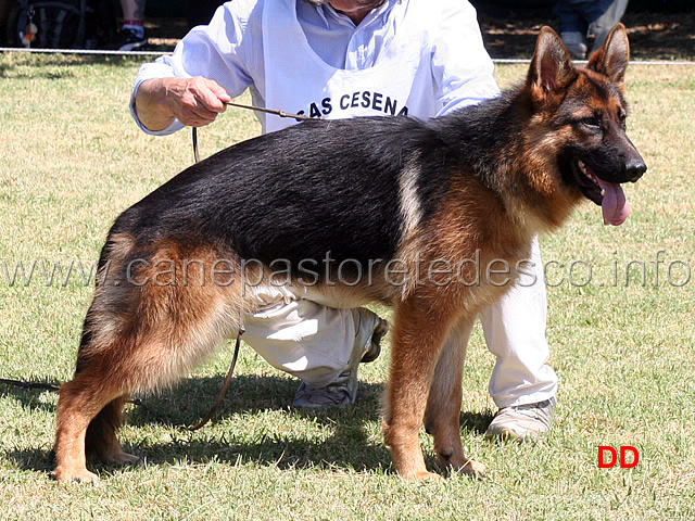 bania-il-condor-02.jpg - Cucciolone femmine 4 MB Bania Il Condor