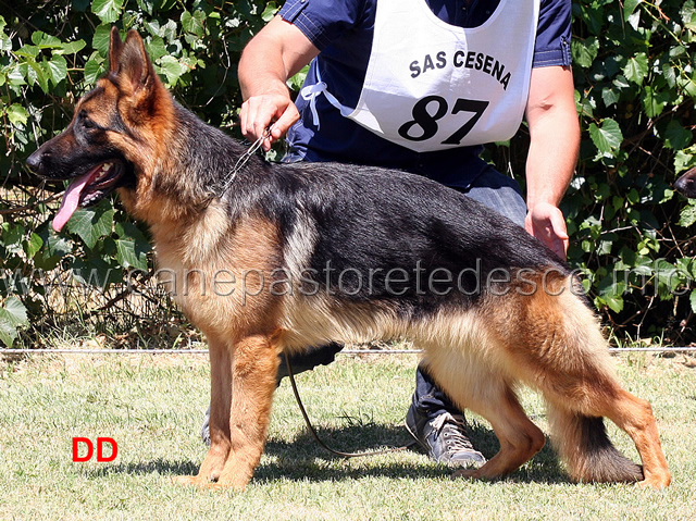 corena-d-altavilla-04.jpg - Cucciolone femmine 1 MB  Corena d'Altavilla