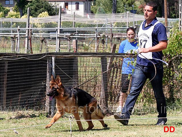 cucciolone-femmine-corena-d-altavilla.jpg - Cucciolone femmine 1 MB  Corena d'Altavilla