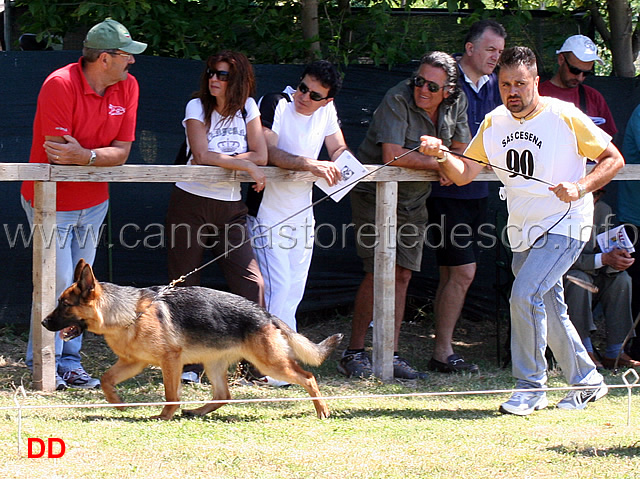 ina-del-catone.jpg - Cucciolone femmine Ina del Catone