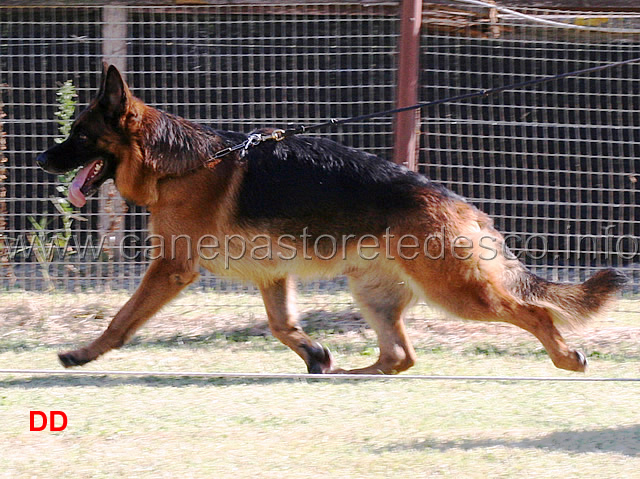 jack-del-samengio-04.jpg - Jack del Samengio