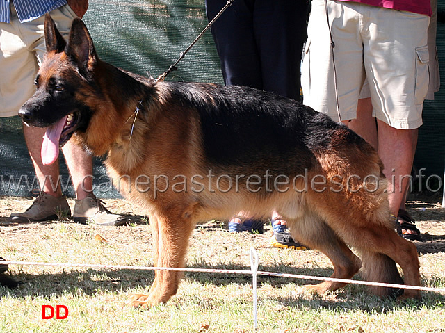 jack-del-samengio-06.jpg - Adulti maschi 2 Ecc Jack del Samengio