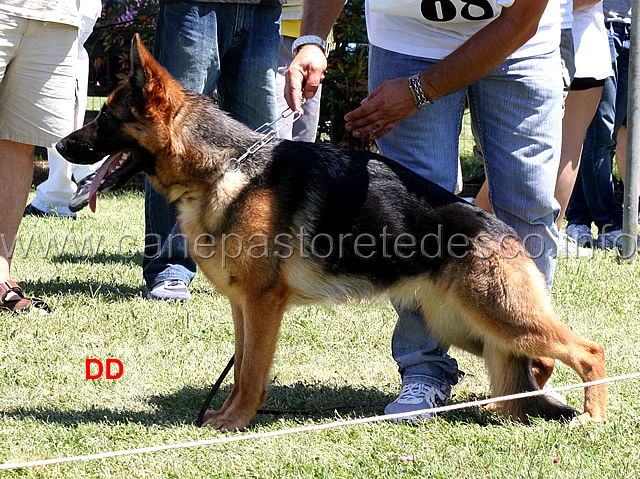 shakira-di-casa-ugolini-04.jpg - Giovanissime femmine 5 MB Shakira di Casa Ugolini
