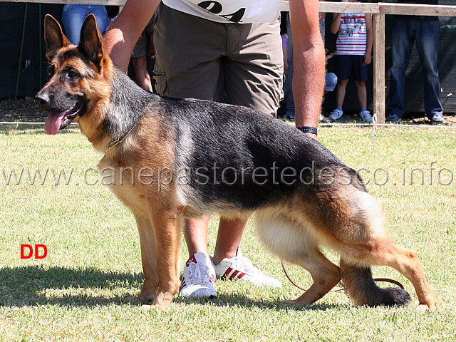terri-02.jpg - Cucciolone femmine 7 MB Tessi
