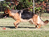 kiwi-di-casa-massarelli