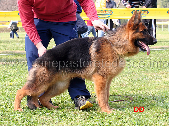 aiko-delle-belle-torri-1mb-cuccioloni-maschi-.jpg - Aiko delle Belle Torri 1  MB Cuccioloni maschi 