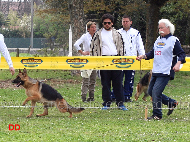 cucciolone-femmine-kerrie-dell-ambra-selvaggia.jpg - Cucciolone femmine Kerrie dell'Ambra Selvaggia 