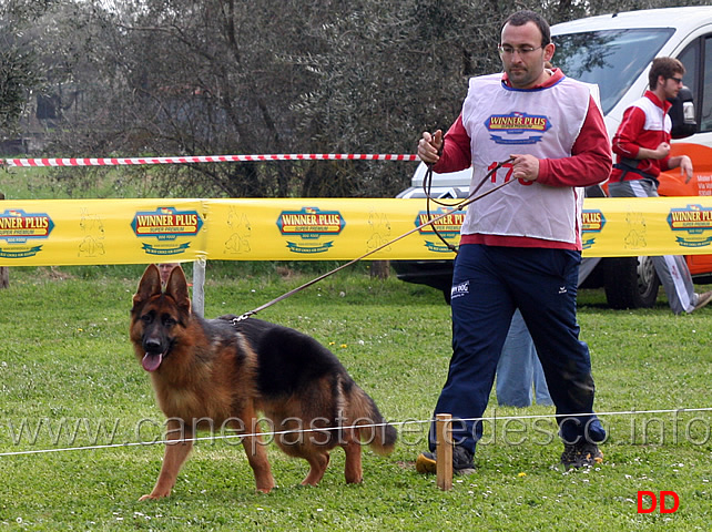 cuccioloni-maschi-aiko-delle-belle-torri.jpg - Cuccioloni maschi Aiko delle Belle Torri 