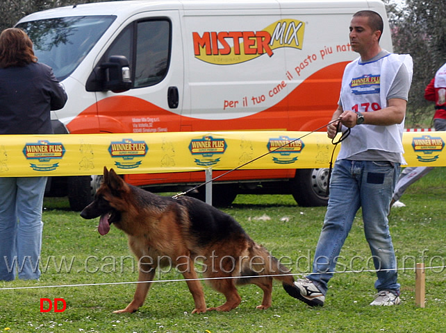 cuccioloni-maschi-faro-del-monte-poliziano.jpg - Cuccioloni maschi Faro del Monte Poliziano 