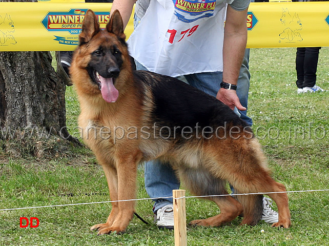 faro-del-monte-poliziano-2mb-cuccioloni-maschi-02.jpg - Faro del Monte Poliziano 2 MB Cuccioloni maschi 