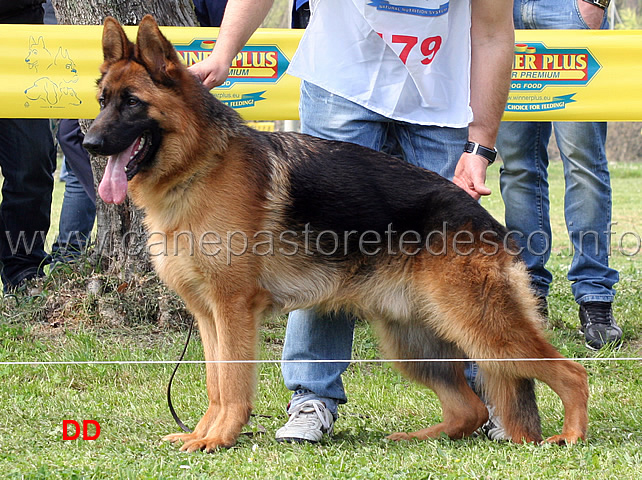 faro-del-monte-poliziano-2mb-cuccioloni-maschi.jpg - Faro del Monte Poliziano 2 MB Cuccioloni maschi 