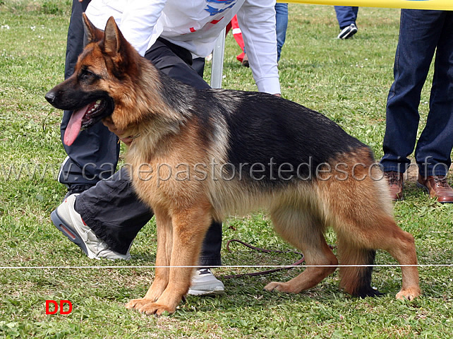 flo-della-valle-dei-rovi-3mb-cucciolone-femmine.jpg - Flo della Valle dei Rovi 3 MB Cucciolone femmine 